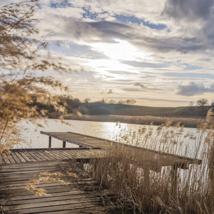 Winterliches Schilfgras