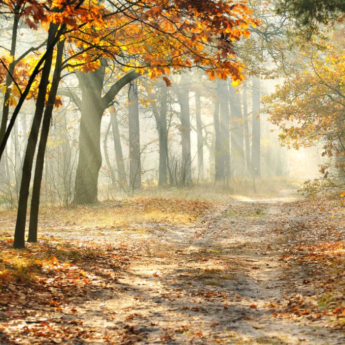 Erstes Bild der Collage: Spazierweg im Wald, rechts und links Bäume mit gelb verfärbten Blättern