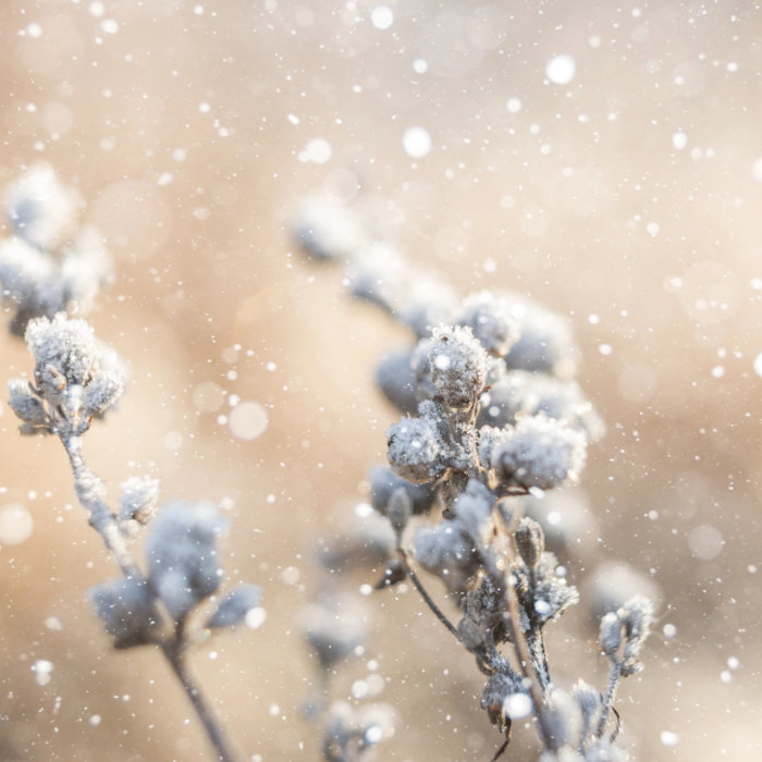 Zweites Bild der Collage: Winterliche Gräser im Schneefall