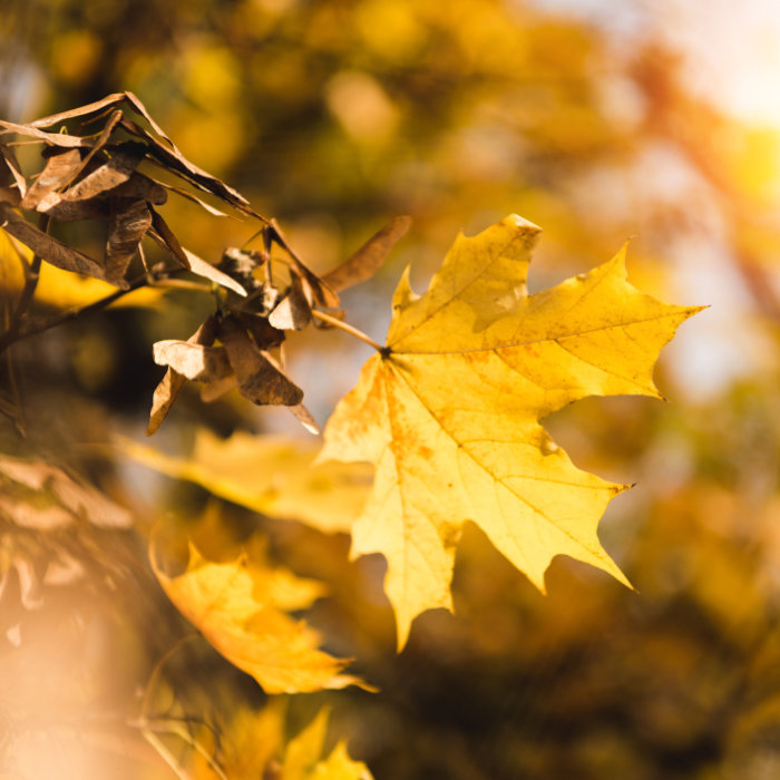 Erstes Bild einer Collage mit ruhigen Bildern herbstlicher Blätter - hier ein gelb gefärbtes Ahornblatt
