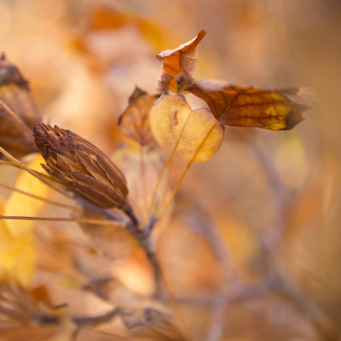 Autumn leaves and seeds Collage aus 4 Bildern, alle mit herbstlich braunen und gelben Blättern in Nahaufnahme