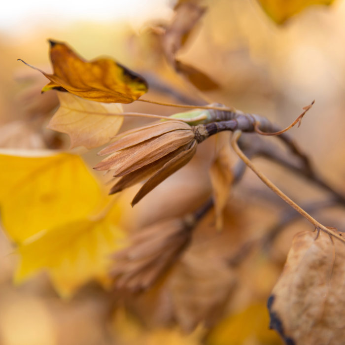 Collage aus 4 Bildern, alle mit herbstlich braunen und gelben Blättern in Nahaufnahme