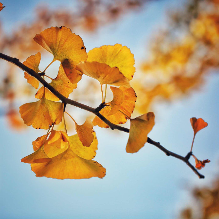 Zweites Bild der Collage: gelb verfärbte Gingkoblätter vor blauem Himmel