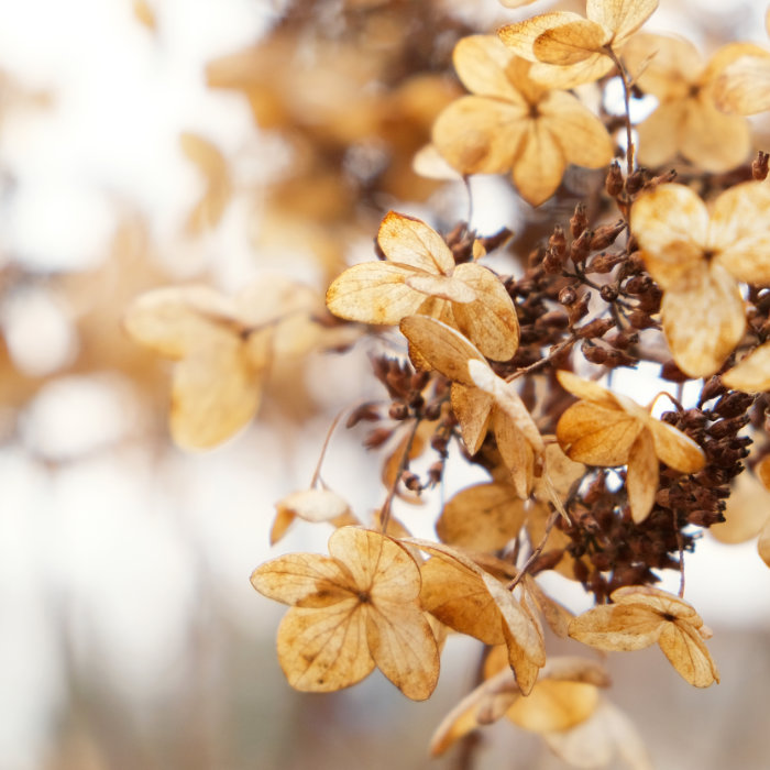 Viertes Bild einer Collage mit ruhigen Bildern herbstlicher Blätter - hier braun-beige gefärbte Blätter