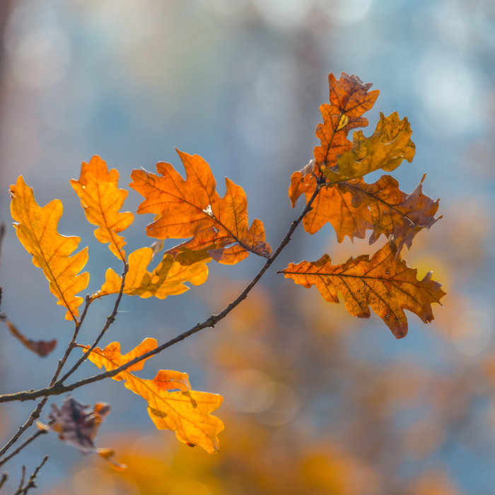 Erstes Bild der Collage: herbstlich verfärbte Eichenblätter vor blauem Himmel