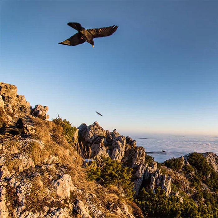 Schwarzer Rabe fliegt über Berglandschaft