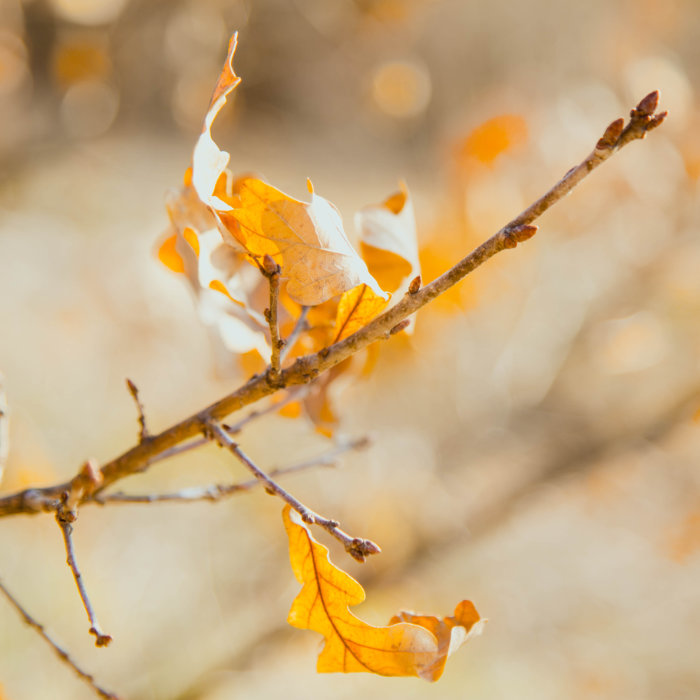 Zweites Bild einer Collage mit ruhigen Bildern herbstlicher Blätter - hier ein gelb-braun gefärbtes Eichenblatt
