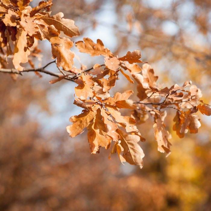 Drittes Bild einer Collage mit ruhigen Bildern herbstlicher Blätter - hier ein braun gefärbtes Eichenblatt