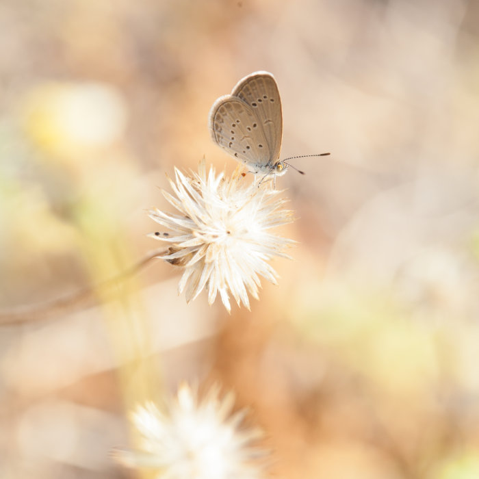 Drittes Bild einer Collage von vier Bildern: Ein brauner Schmetterling sitzt auf einer Blüte