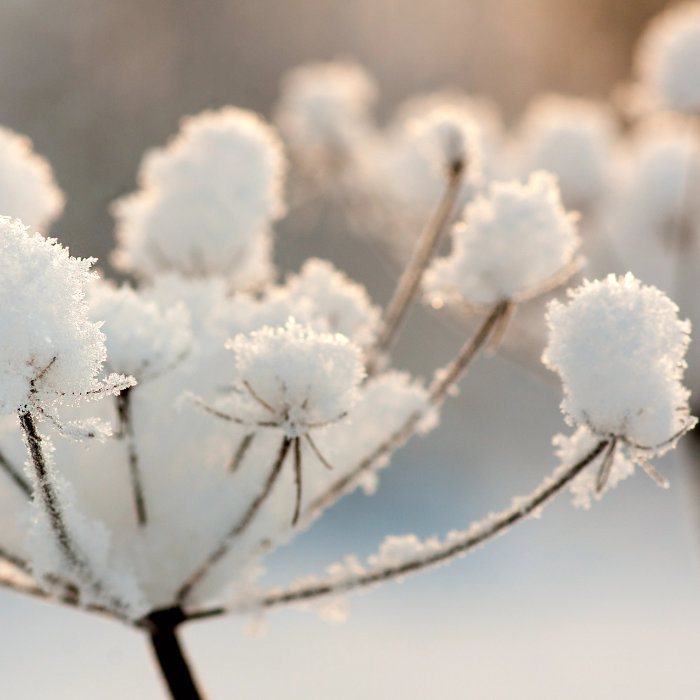 Drittes Bild der Collage: Mit Schnee bedeckte Blüte