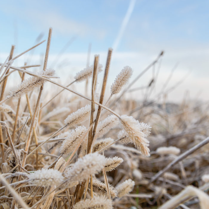 Erstes Bild der Collage: Winterliche Gräser vor blauem Himmel