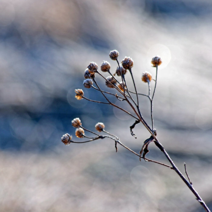 Drittes Bild der Collage: Winterliches Gestrüpp vor blauem Hintergrund