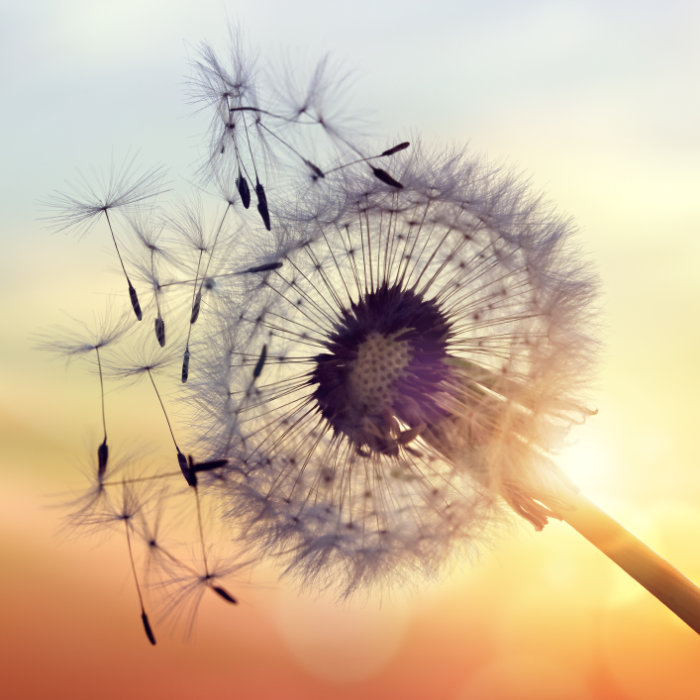 Viertes Bild der Collage: Pusteblume im Vordergrund, Sonne im Hintergrund
