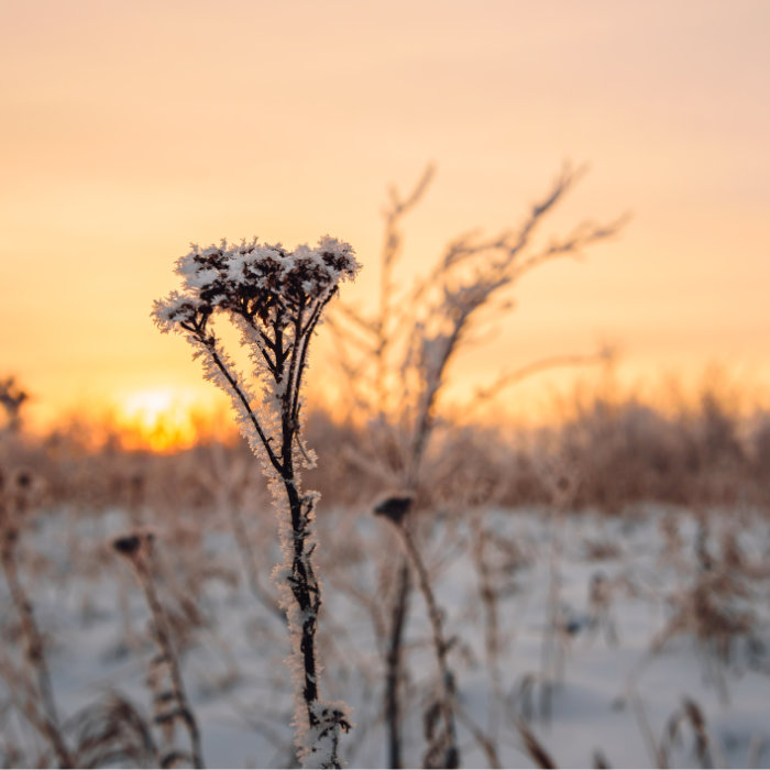 Zweites Bild der Collage: Gefrorenes Gras im Vordergrund, untergehende Sonne und Schnee im Hintergrund